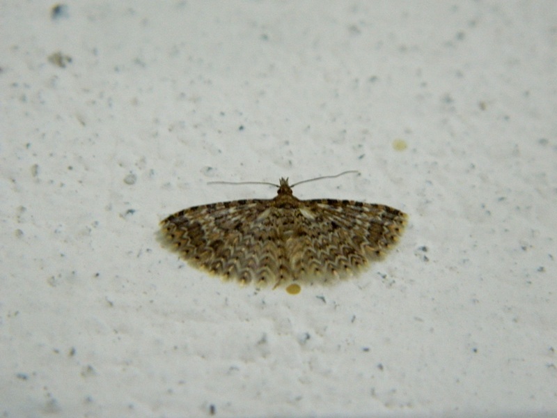 Alucitidae